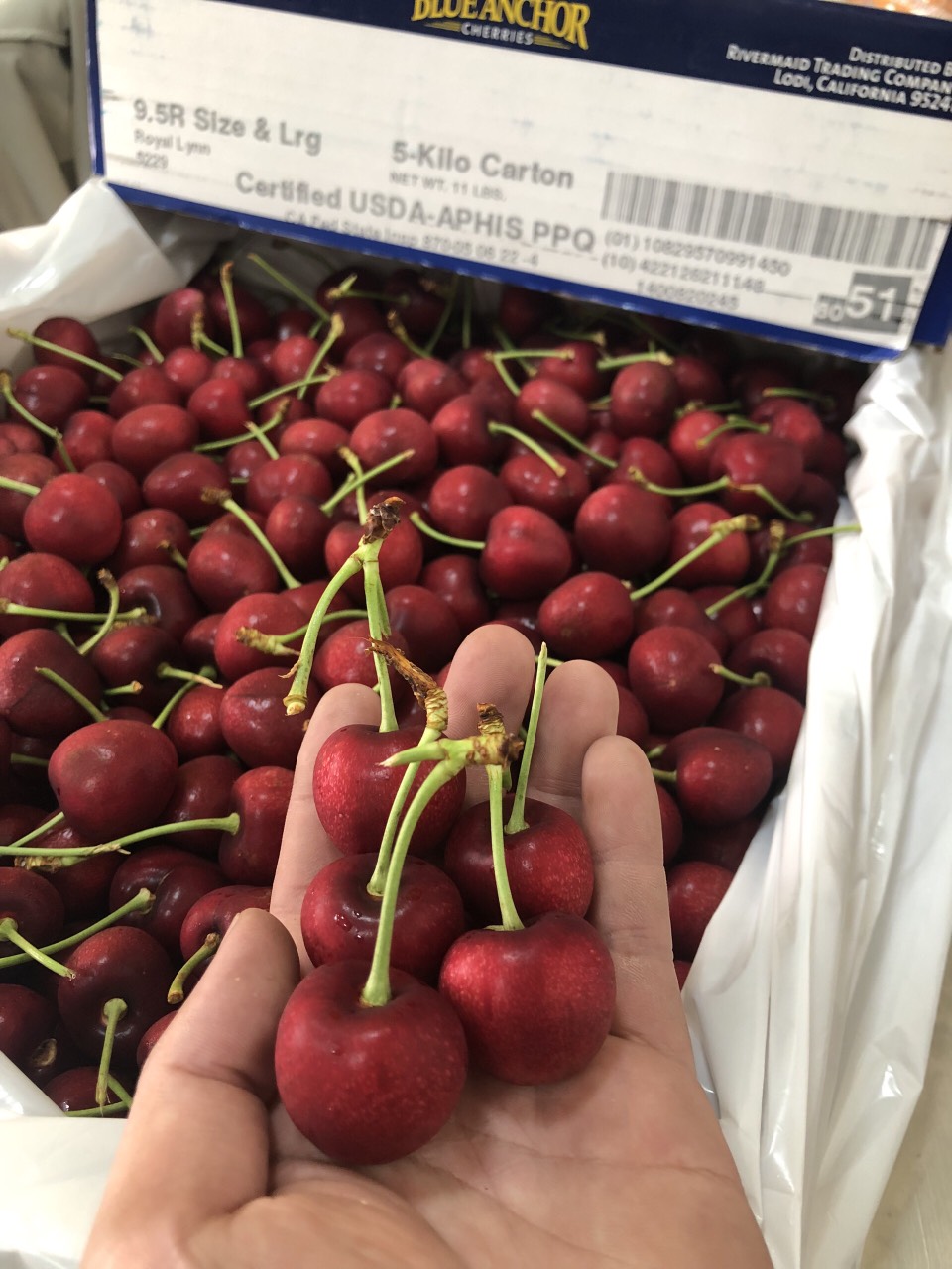 Aifruitboxes - Cherry Mỹ Đỏ S9.5-Thùng 5Kg